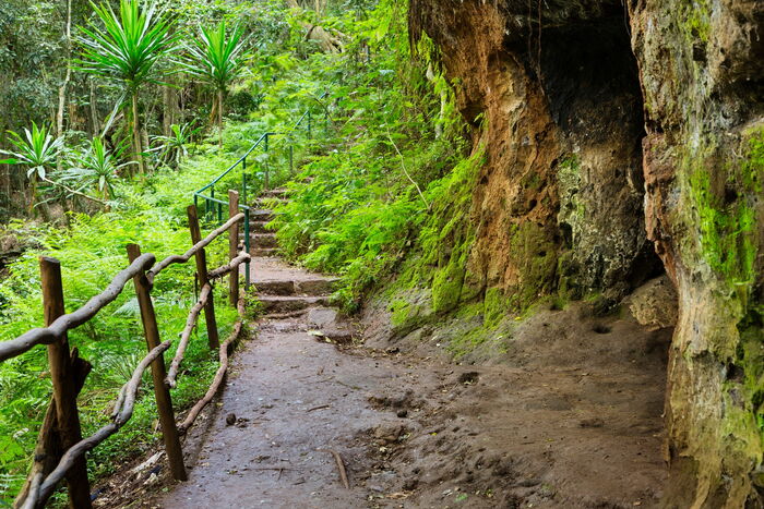 Karura Forest nature trail.