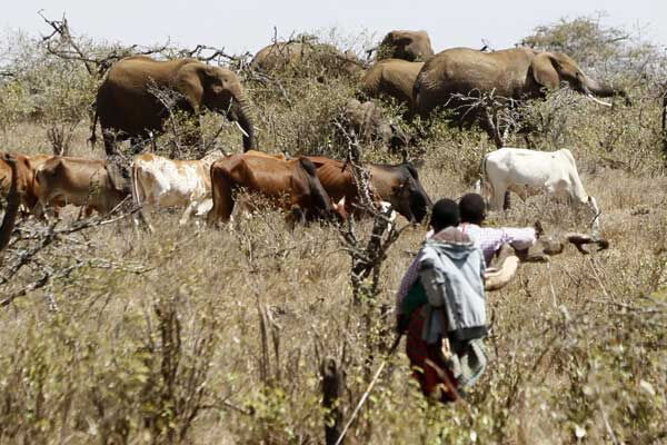 Herders in a ranch in Laikipia County.