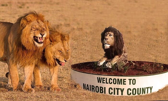 Image result for sonko's lions
