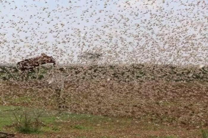A swarm of locusts in a field. Locusts invaded Northern Kenya from the neighbouring Somalia in December 2019.