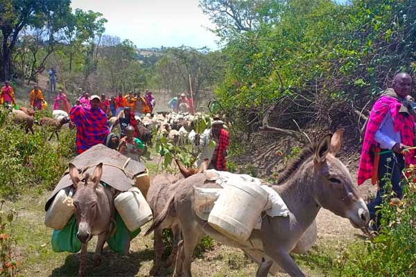 Families moving out of the Maasai Mau Forest in Narok on September 1, 2019 ahead of the looming second round of evictions.