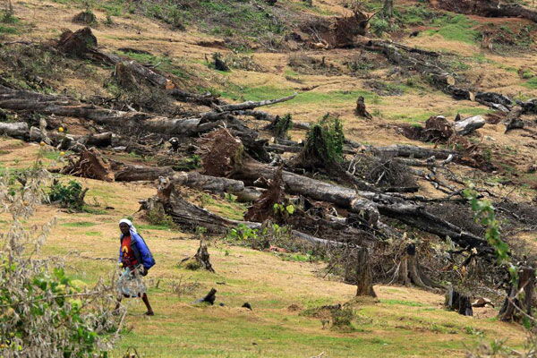 Indigenous trees cut down in the Maasai Mau Forest in Kipchoge, Narok County