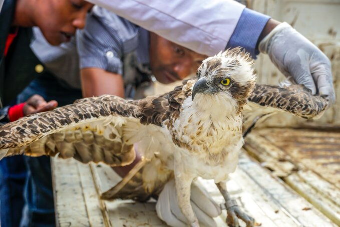 The Osprey bird that flew from Finland to Siaya pictured while under the care of the Kenya Wildlife Service (KWS) on Friday, January 24