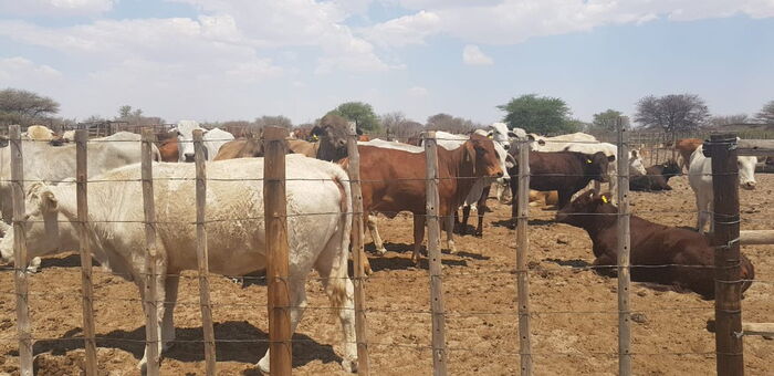 Several heads of cattle at Willy Kathurima's Botswana ranch.