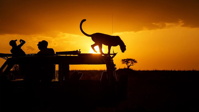 Silhouette Image of an evening in the Mara.