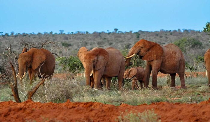 tsavo elephants