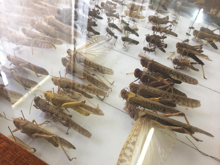 Dried preserved locusts.