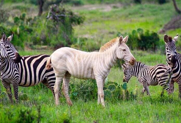 A blonde Zebra photographed among other Zebras in Laikipia.