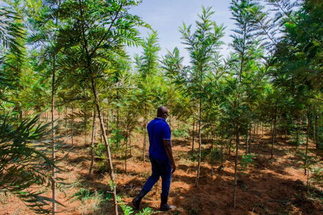 ICT CS nominee Eliud Owalo inspecting his tree farm in Siaya County on February 2, 2021.