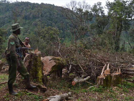 A Kenya Forest Service officer looks at the massive destruction of the Maasai Mau Forest in Kosian area of Narok South subcounty