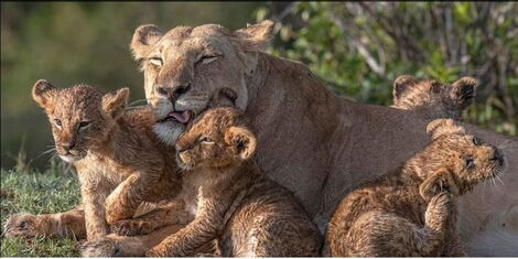 A pride of Lions after crossing a river 