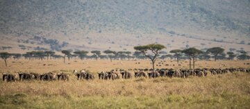 A Wildebeest herd on the move in the Maasai Mara Game Reserve.