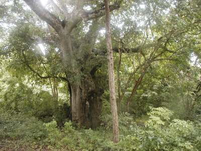 A baobab tree in Mnarani, Kilifi County.
