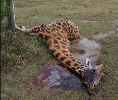 A dead Giraffe at Soysambu Conservancy in Nakuru County