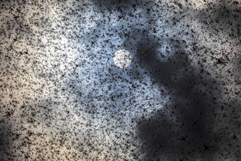 A swarm of desert locusts pictured in Kenya