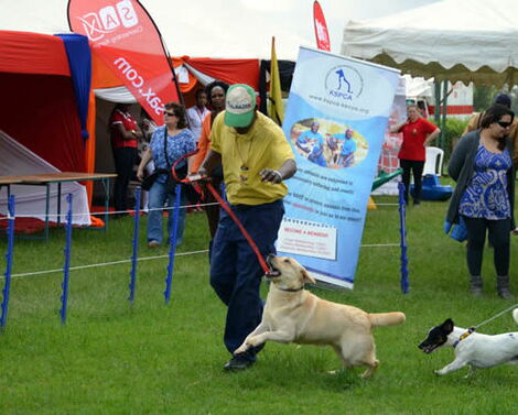 An undated file image of a dog handler pictured at a dog show in Kenya.