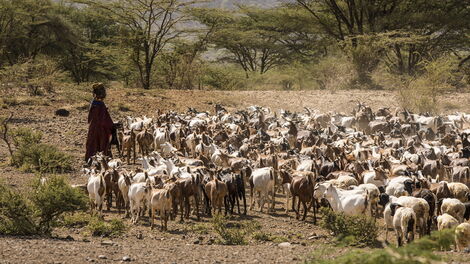 A goat herder looking after his her in Turkana County