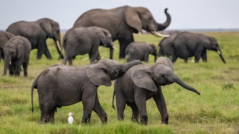 A heard of elephants in Kenya