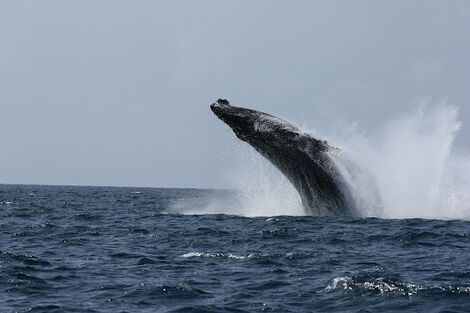 A humpback whale, part of the rorqual family of whales, pictured close to the Watamu shore line in Kilifi County.