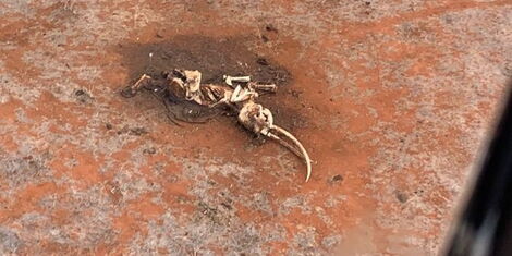 An image of the carcass of the famous elephant Dida, who died in the Tsavo National Park .jpg