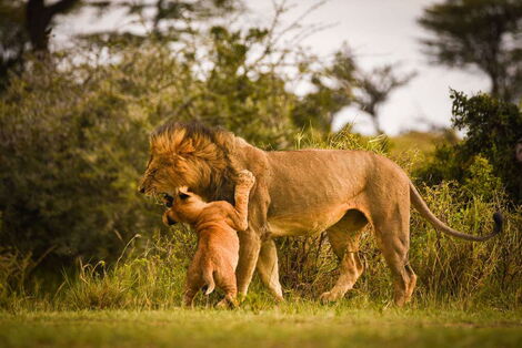 A lion and its cub pictured. 