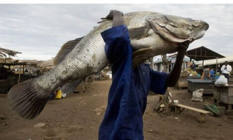 A man carries an 80-kilogram Nile Perch caught in Lake Victoria.