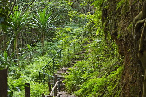 A nature trail at Karura forest in Nairobi.