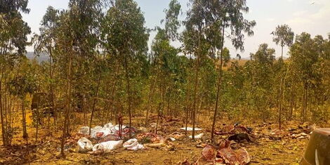 A photoof donkey carcasses in found at an illegal slaughtehouse in Limuru, Kiambu County on GFebruary 22, 2023..jpg