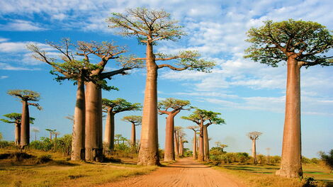 A plantation of Baobab trees.