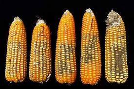 A sample of maize with aflatoxins