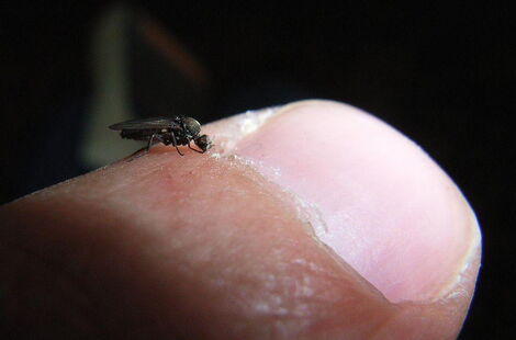 A sandfly biting on a finger. Sandflies are knownt to transmit the Kala-azar parasite.