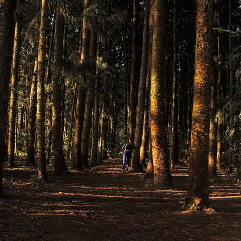 A section of the vast Karura Forest, Nairobi.