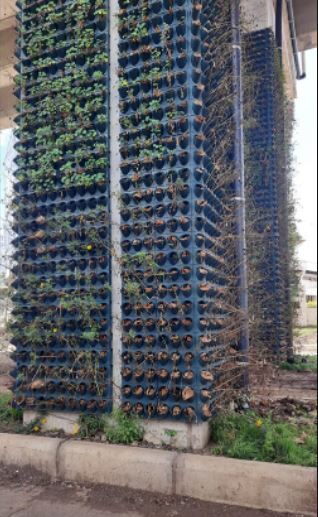 A section of withered plants along the Nairobi Expressway