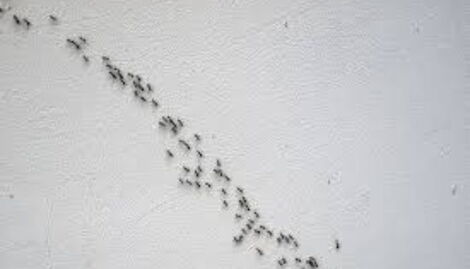 A trail of ants