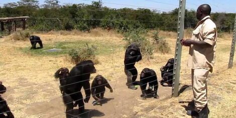 A guard and chimpanzees at the Sweetwaters Chimpanzee Sanctuary in the Ol Pejeta Animal Sanctuary
