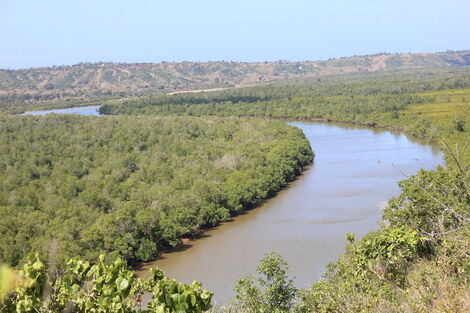 A wide shot of the Kilifi Mangrove forest.TWITTER