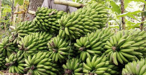 Harvested bananas ready for domestic market in Wundanyi, Taita Taveta.