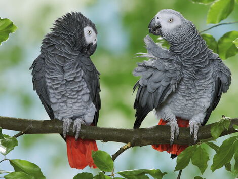 Undated image of two African grey parrots taken at an unknown location
