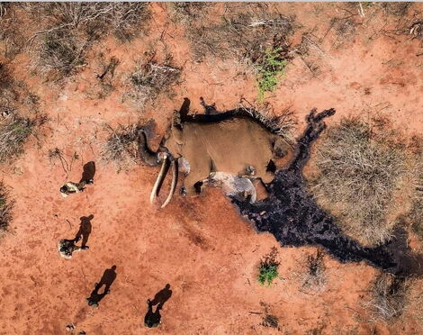 An aerial view of Lugard's carcass at the Tsavo West National Park