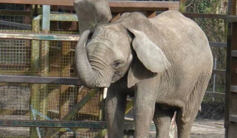 An elephant inside a zoo in Kent, UK managed by the Aspinall Foundation.