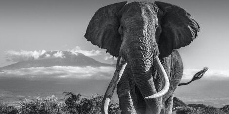 An image of Big Tim, Africa's last Bid tusker elephant 