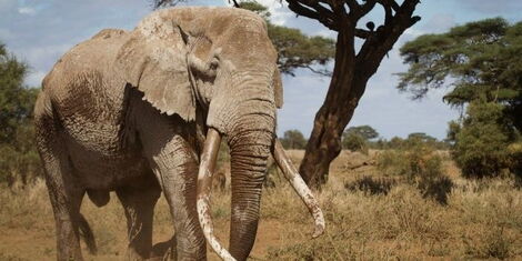 An image of Big Tim, Africa's last Bid tusker elephant