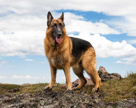 An image of a German Shepherd dog breed