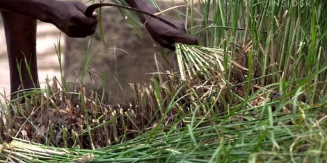 An image of a farmer harvesting reeds of the muchua plant.