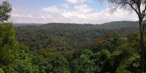 An image of a forest in Kenya