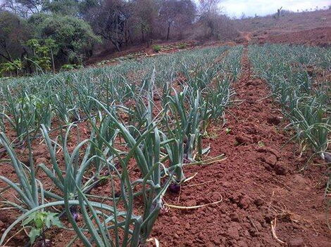 An onion plantation in Kenya.