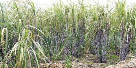 An undated photo of a sugarcane farm 