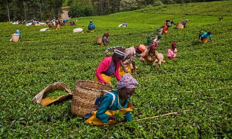 An undated photo of workers plucking tea in Kericho