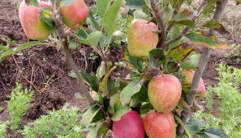 An undated image of an apple tree