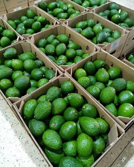 Avocado packed in brown boxes for export